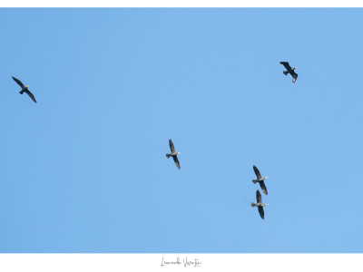 Cormorani (Phalacrocorax carbo)