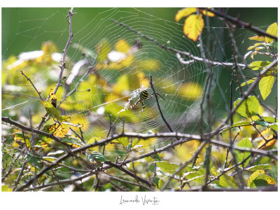 Argiope bruennichi