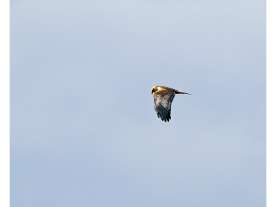 Falco di palude
