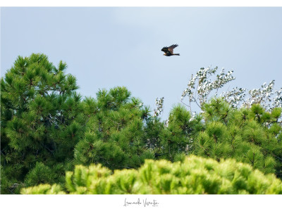 Falco di palude