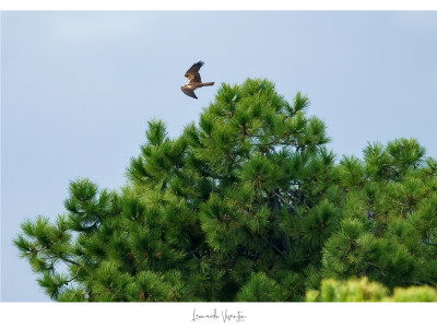 Falco di palude