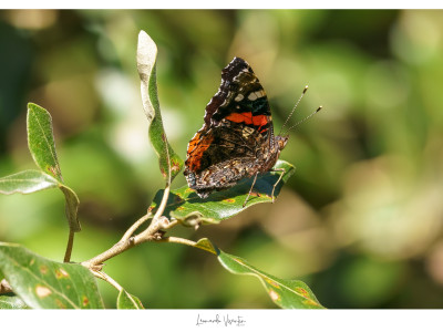 Vanessa atalanta