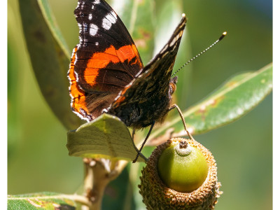 Vanessa atalanta