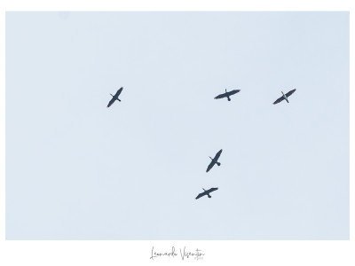 Cormorani