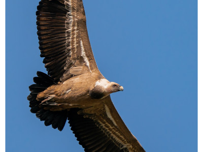 Grifone (Gyps fulvus)