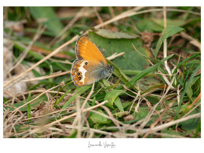 Coenonympha arcania