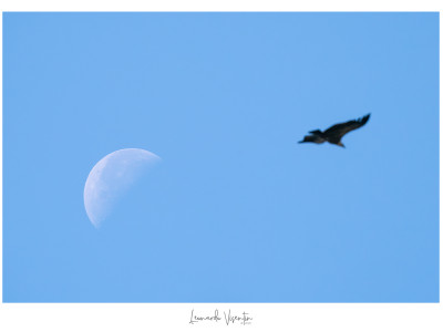 Grifone e Luna