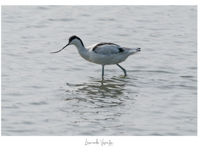 Avocetta