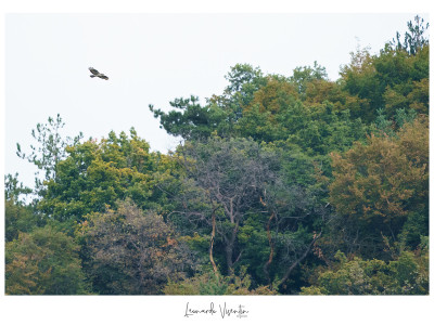 Falco pecchiaiolo
