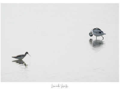 Pantana e Avocetta