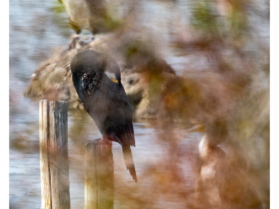 Cormorano
