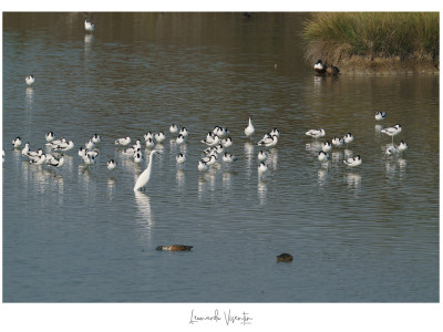 Avocette e Garzetta con Mestoloni
