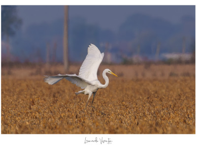 Airone bianco maggiore