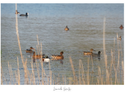 Avifauna acquatica