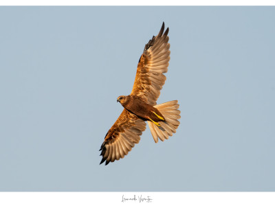 Falco di palude