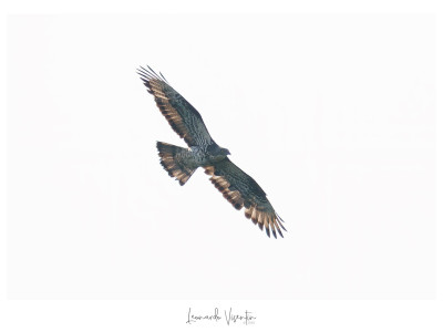 Falco pecchiaiolo