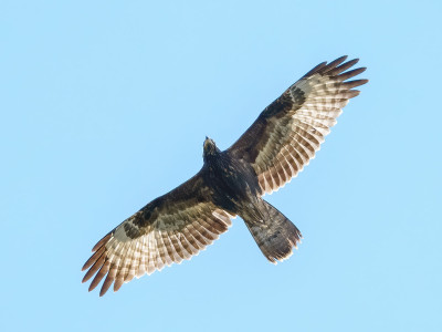 Falco pecchiaiolo