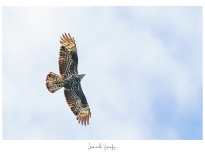 Falco pecchiaiolo