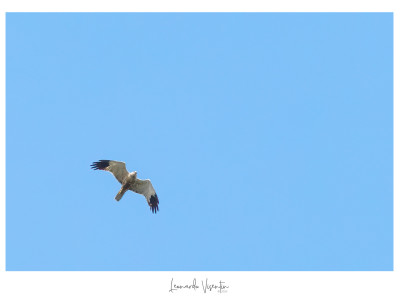 Falco di palude