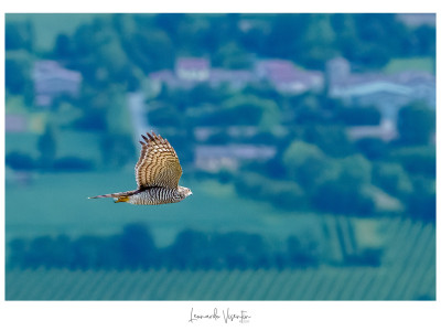 Sparviere