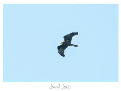 Falco di palude