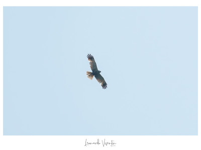 Falco di palude