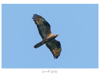 Falco pecchiaiolo