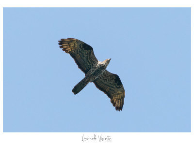 Falco pecchiaiolo