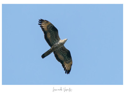 Falco pecchiaiolo