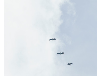 Aironi cenerini