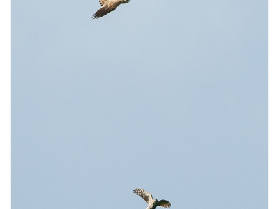Gheppio contro sparviere