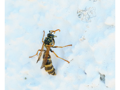 Vespa cartonaia