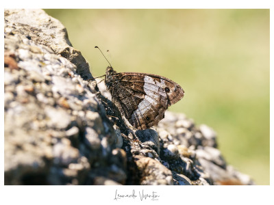 Hipparchia fagi/hermione