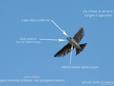 Balestruccio