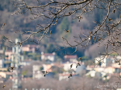 Fringuelli e Peppole
