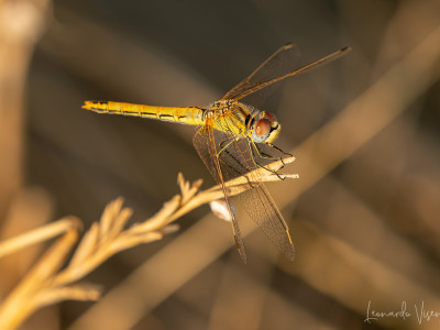 Sympetrum fonscolombii ♂