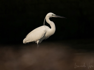 Garzetta (Egretta garzetta)