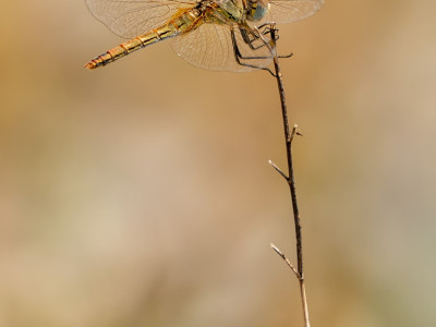 Sympetrum fonscolombii ♂