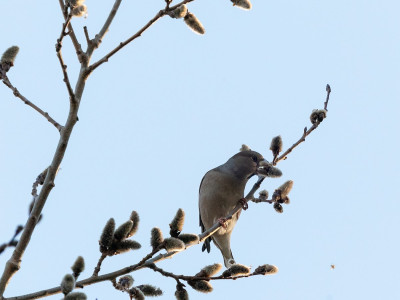 Frosone afferra germoglio