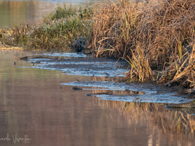 Gallinelle d'acqua