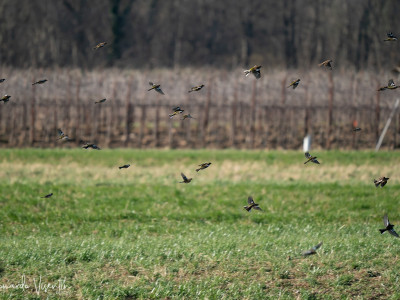 Stormo in volo