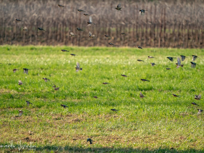 Stormo misto in volo