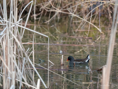 Gallinella d'acqua