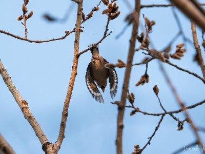 Frosone in volo