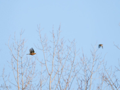 Fringuelli in volo