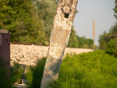 Equiseto ai margini della ferrovia