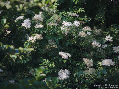 Flora nel parco
