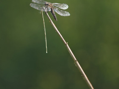 Libellula su stelo