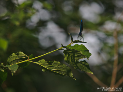 Calopteryx virgo