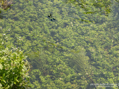 Calopteryx